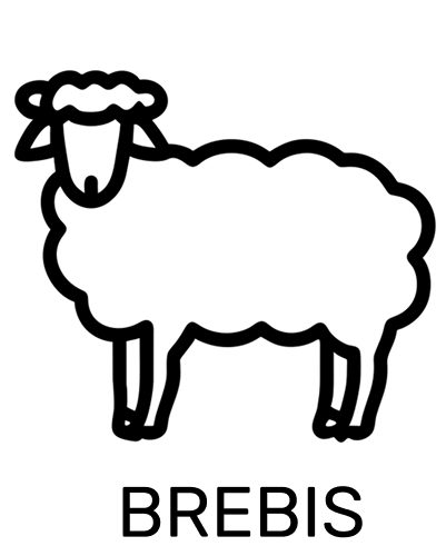 Brebis